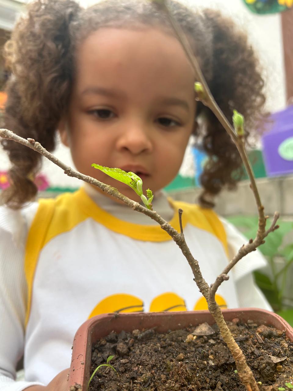 Florescendo na Horta A Muda de Amora que Encanta a Todos! 🌿💜.jfif
