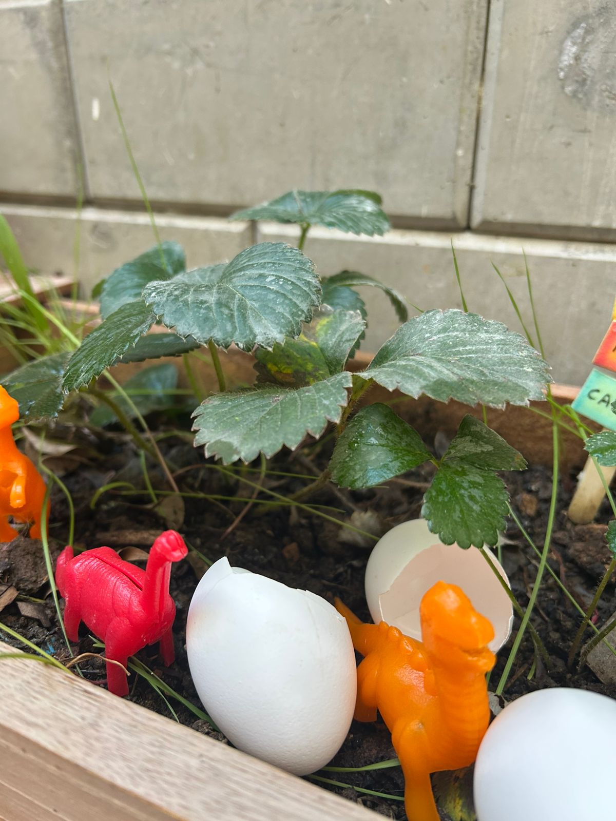 Ninho de Dinossauro Surpreende a Turma.jfif